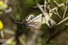 Heterogynis penella
